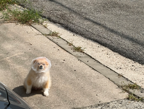 1123634051_rAt81LhJ_a2bccf0ad83bc84c58f90793263475ff6baee0aa.png